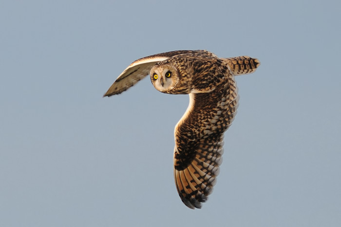 16.jpg - Velduil (Short-eared Owl, Asio Flammeus). Uitkerkse polders. 2/02/2008. Copyright: Joris Everaert. Nikon D300, Sigma APO 500mm f4.5 EX DG HSM